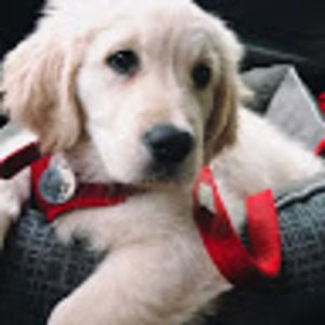 Meet your Posher, Cheese